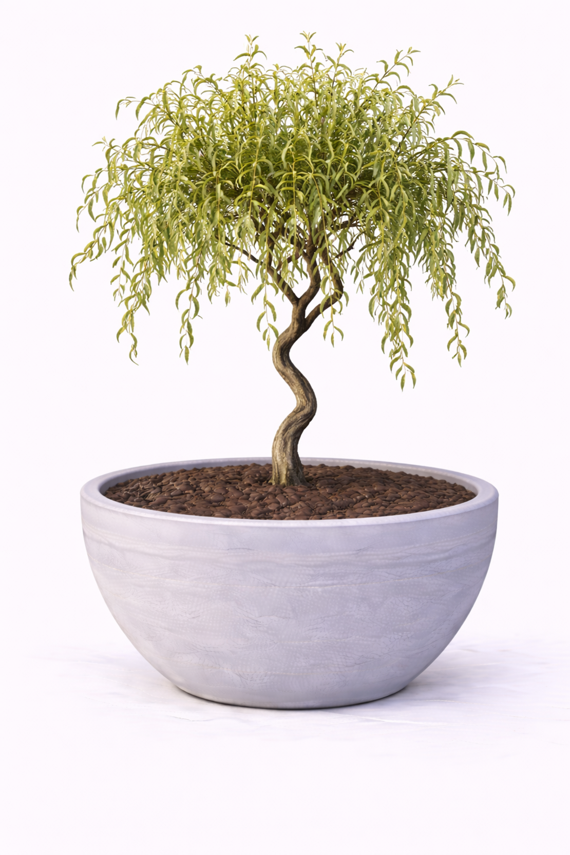 Върба усукана Salix matsudana ‘Tortuosa’