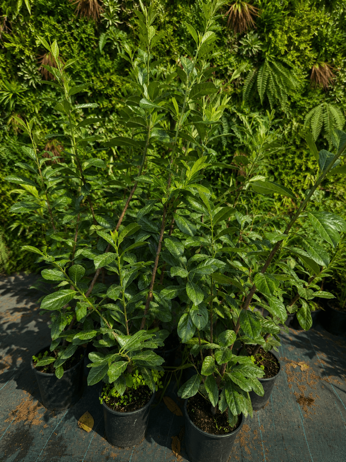 Лавровишня  Prunus laurocerassus