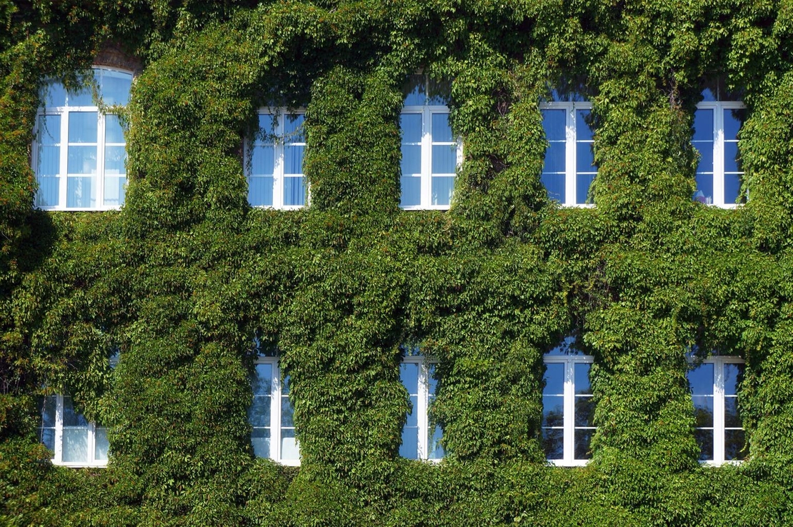 Дива лоза триделна, трисеменна	Parthenocissus tricuspidata