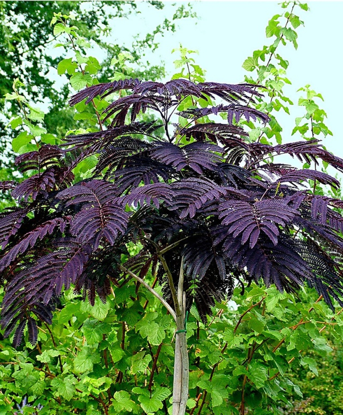 Албиция ‘Summer Chocolate’ Albizia julibrissin ‘Summer Chocolate’