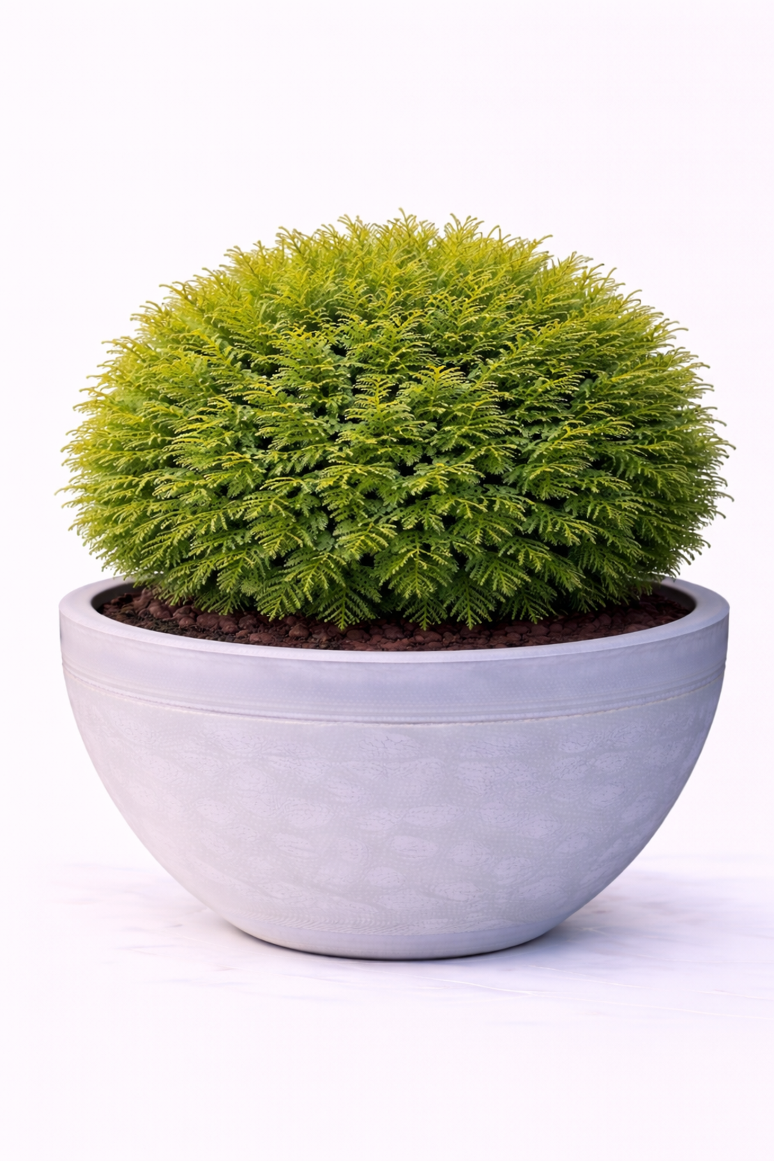 Туя ‘Tiny Tim’ Thuja occidentalis ‘Tiny Tim’