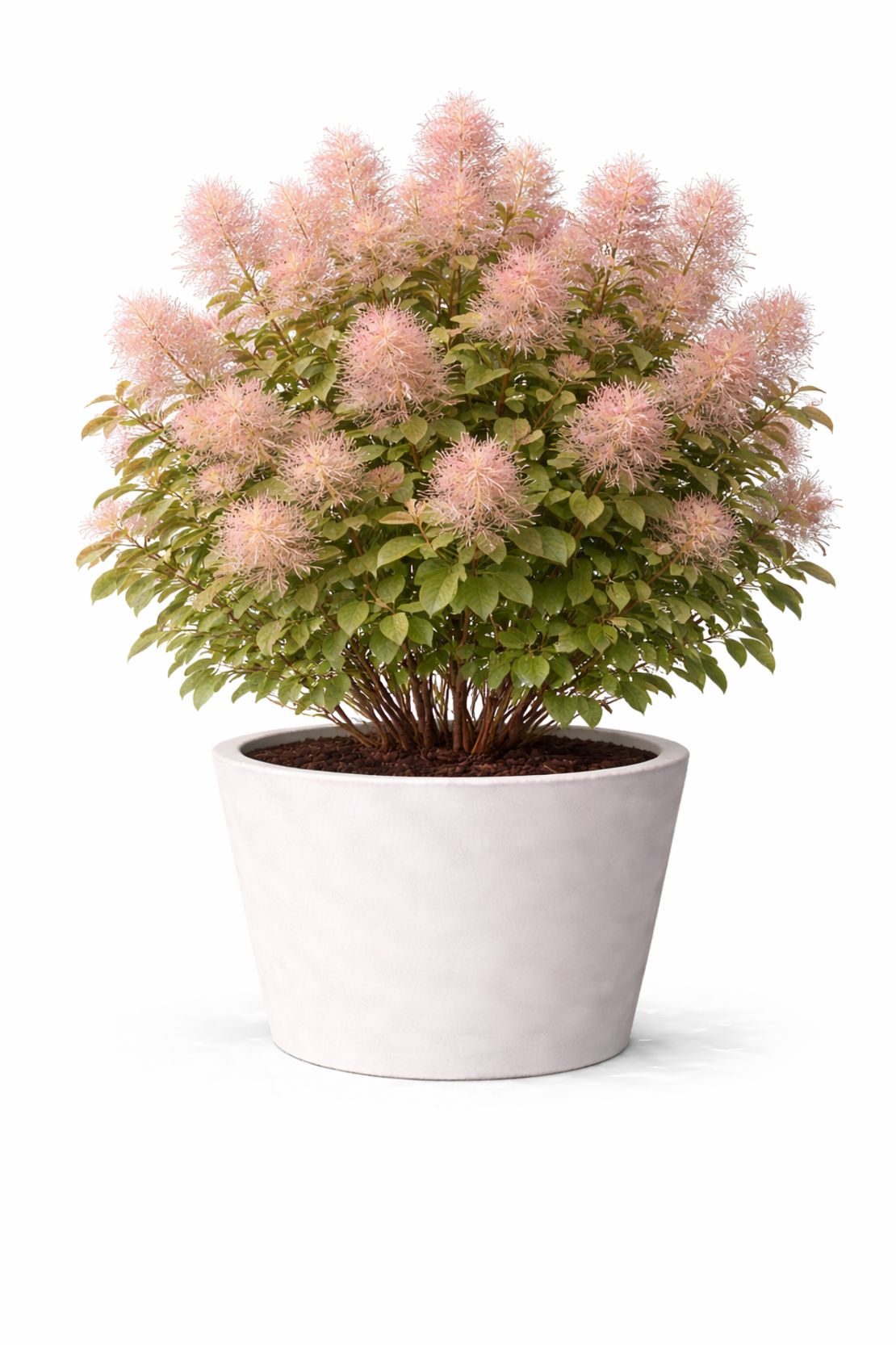 Смрадлика (опушен храст) Cotinus coggygria