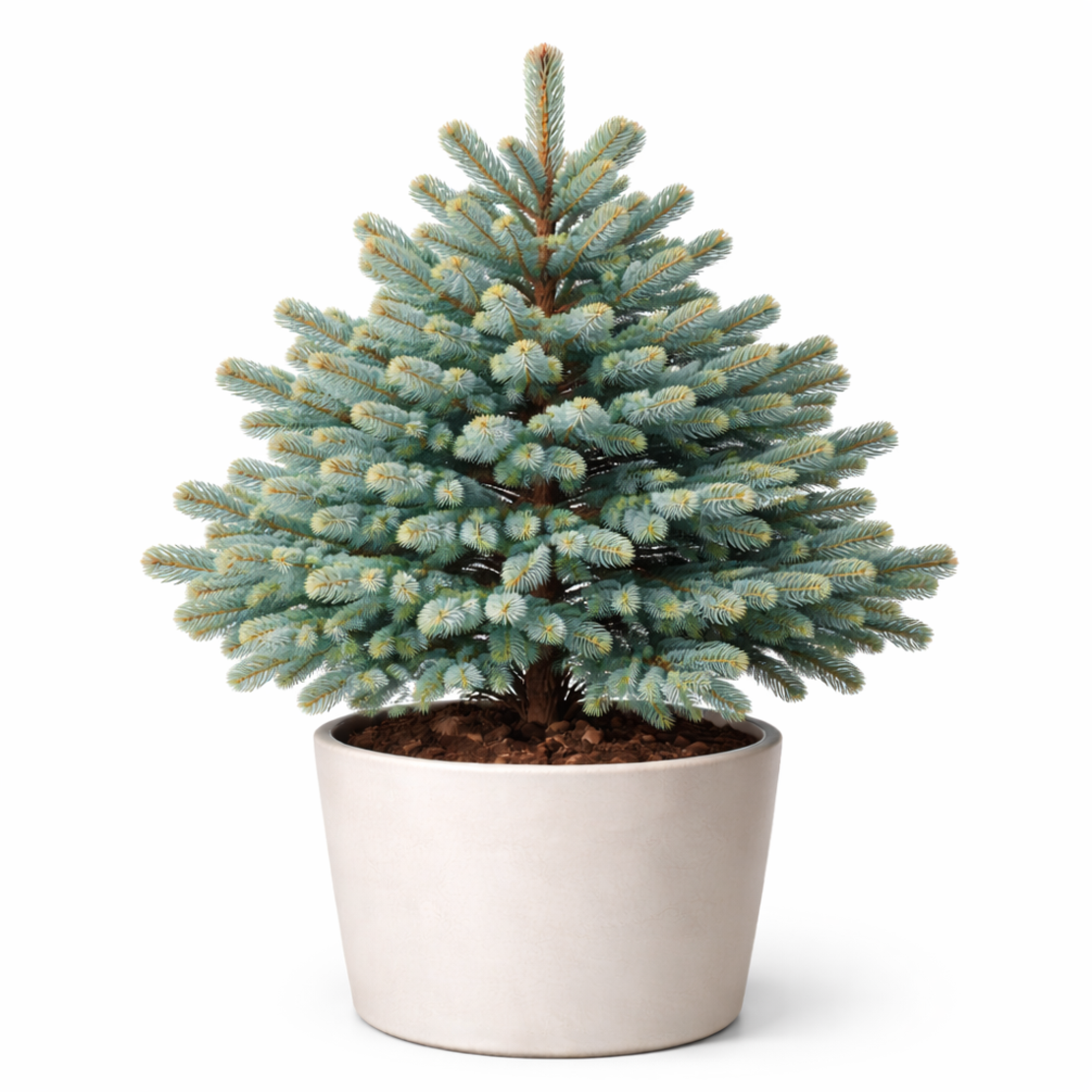 Испанска ела ‘Glauca’ Abies pinsapo ‘Glauca’