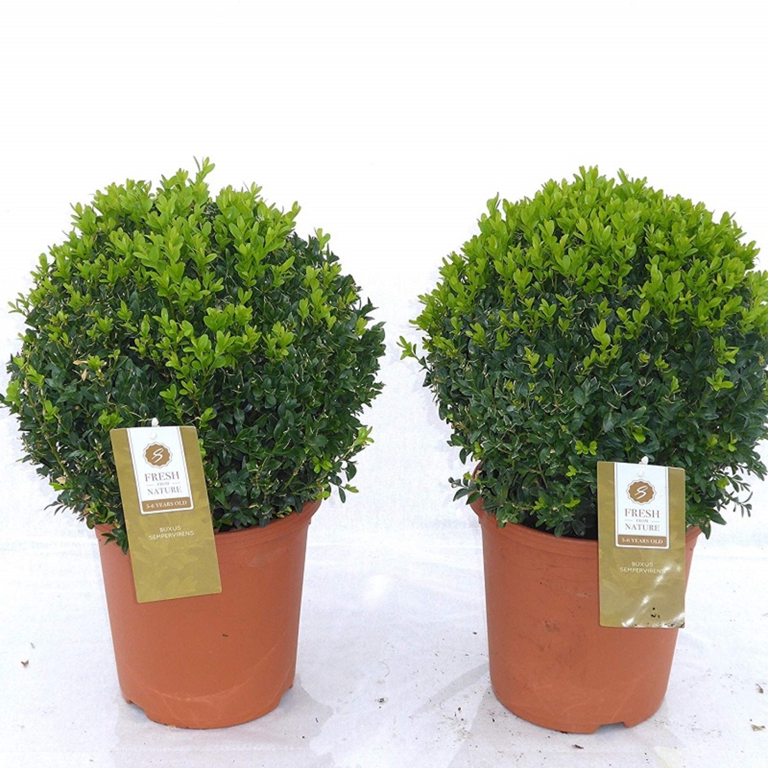 Чемшир (обикновен) Buxus sempervirens
