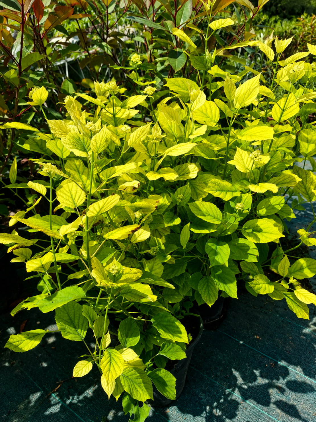 Картоп 'Снежна топка' 'Viburnum opulus Roseum’