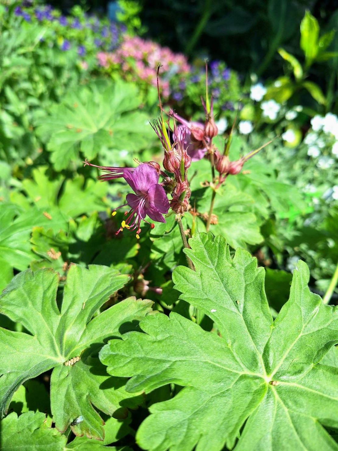 Здравец  'Geranium macrorrhizum'