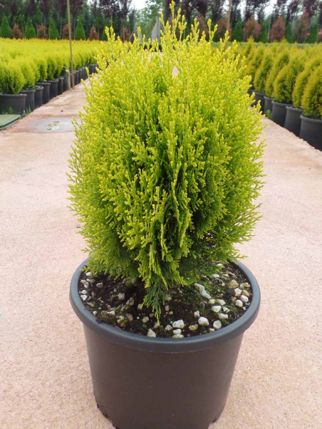 Туя ‘Aurea Nana’ Thuja occidentalis ‘Aurea Nana’