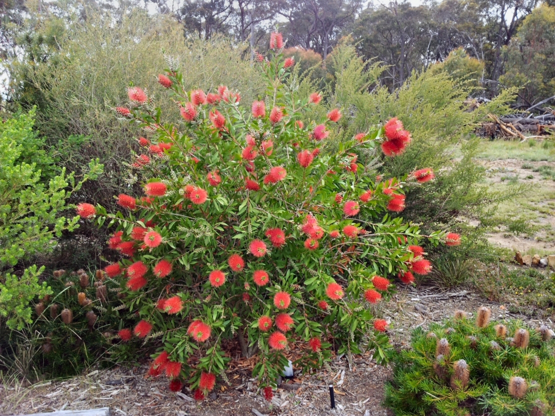 Калистемон (червен) Callistemon citrinus