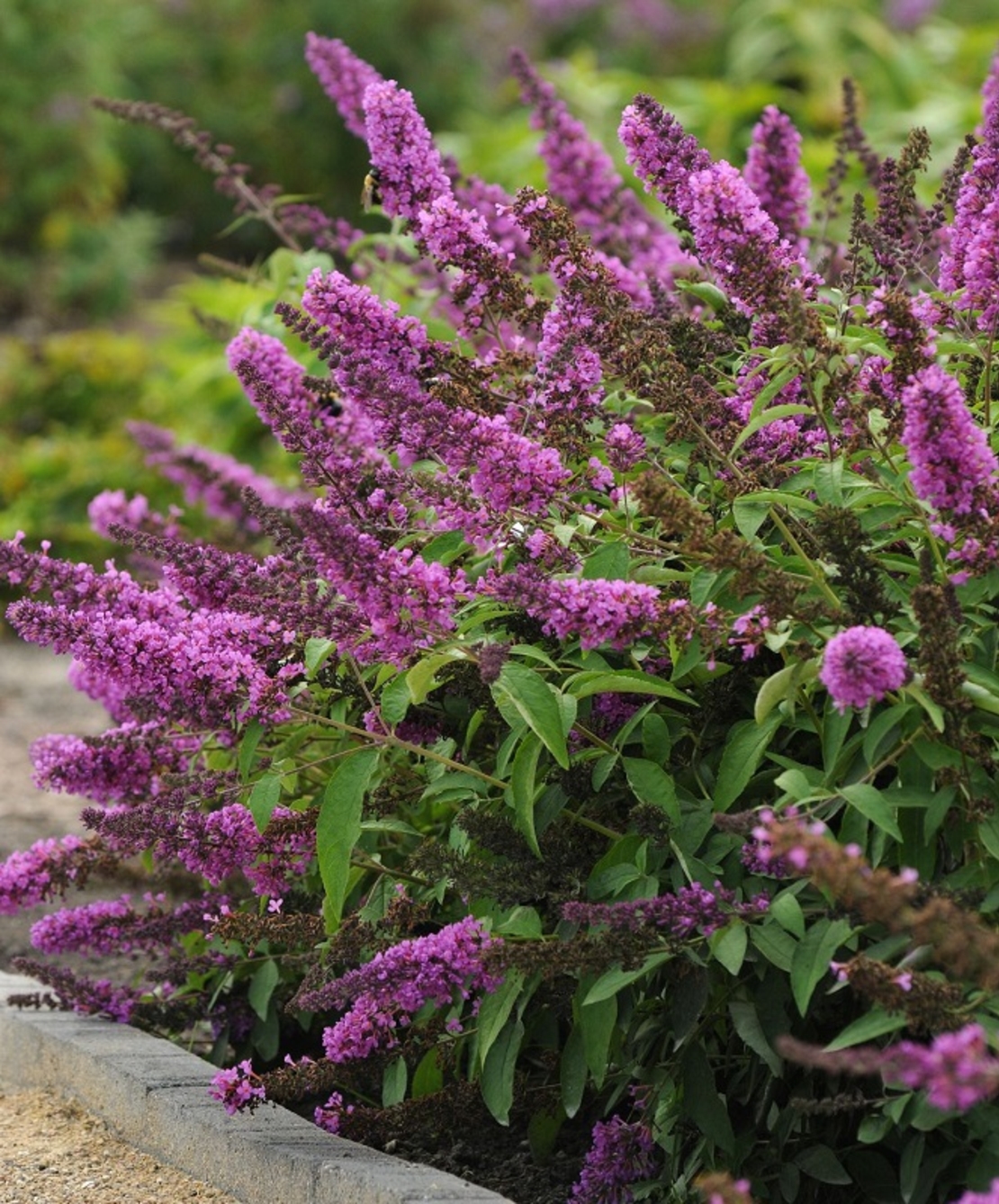 Будлея ‘Black Knight’ Buddleja davidii ‘Black Knight’