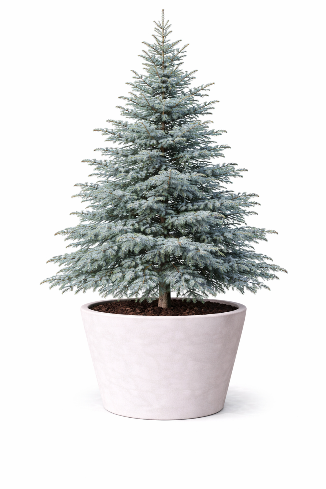 Кедър атласки ‘Glauca’ Cedrus atlantica ‘Glauca’
