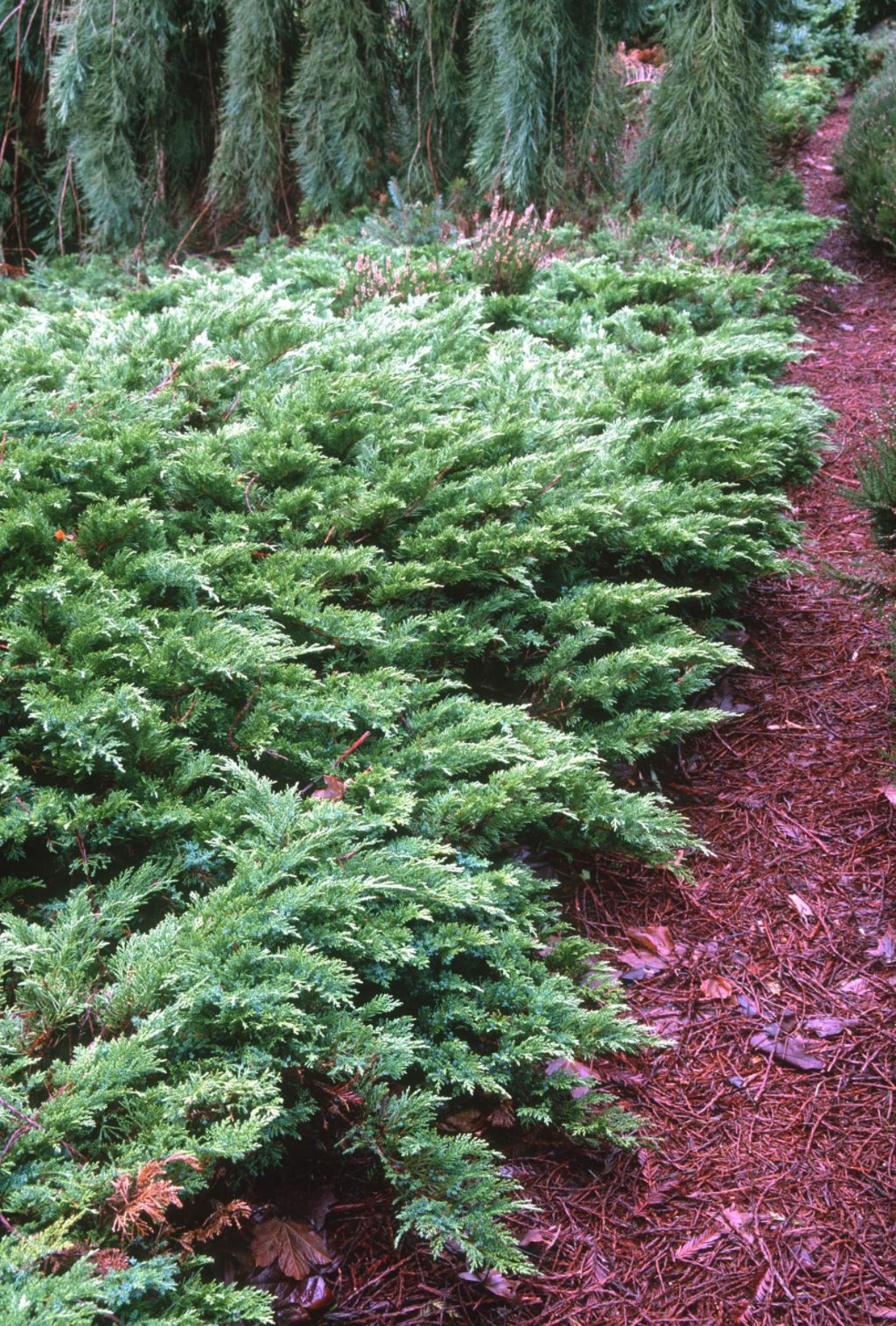 Хвойна, Смрика, Юниперус тамарицифолиум Juniperus Tamaricifolium