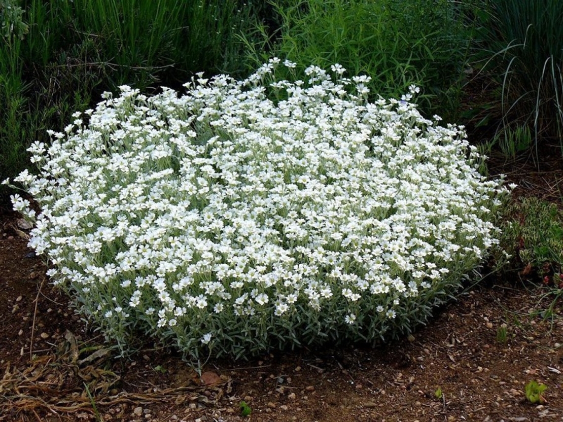 Церастиум (сребърна тревичка) Cerastium tomentosum