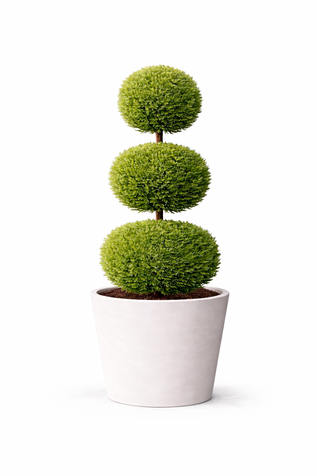 Лейландов кипарис (3 топки) Cupressocyparis leylandii