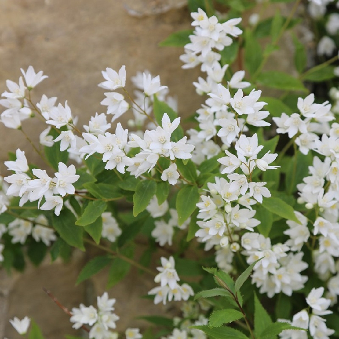 Дейция ‘Nikko’ Deutzia gracilis ‘Nikko’