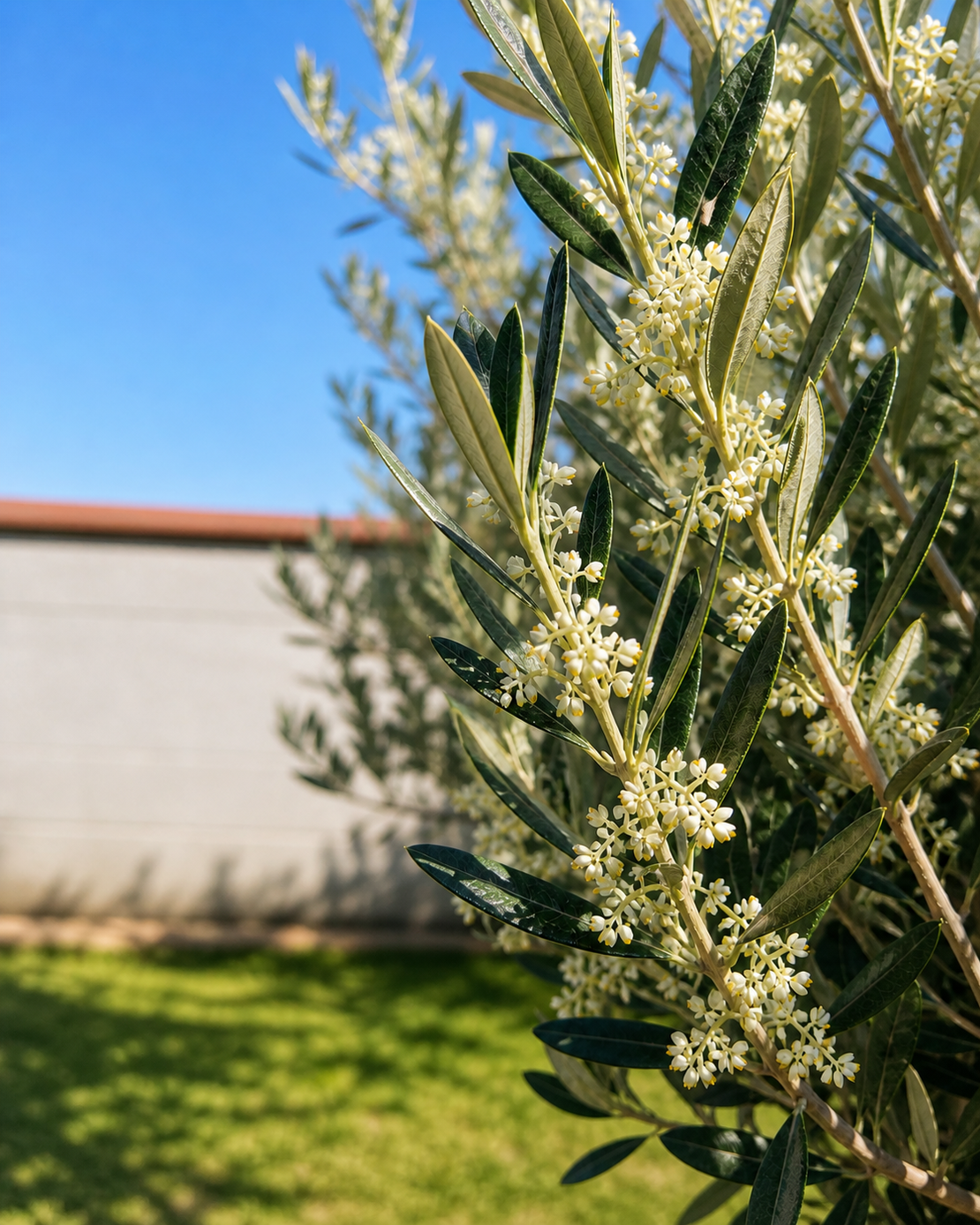 Маслиново дърво  'Olea europaea'