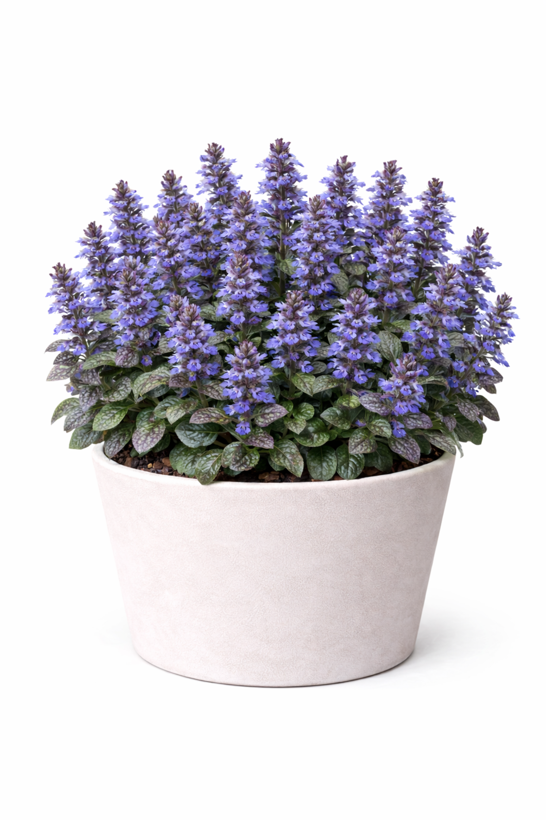 Аюга Ajuga reptans