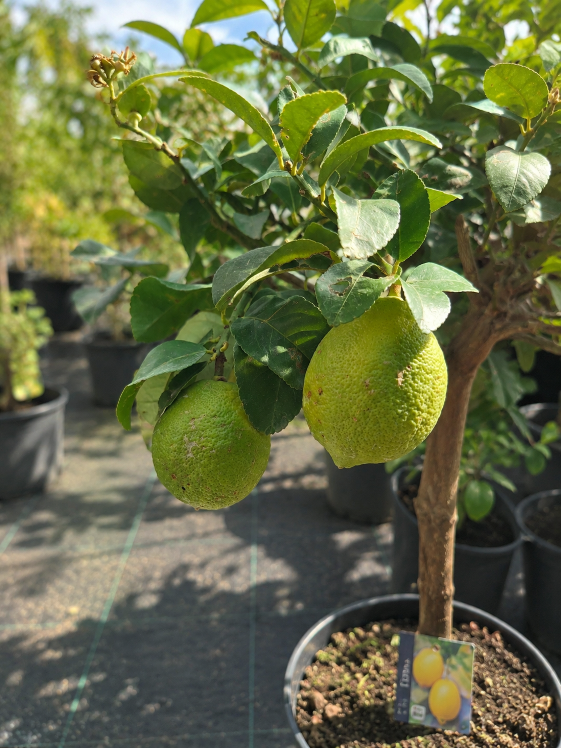 Цитрон 'Citrus medica'