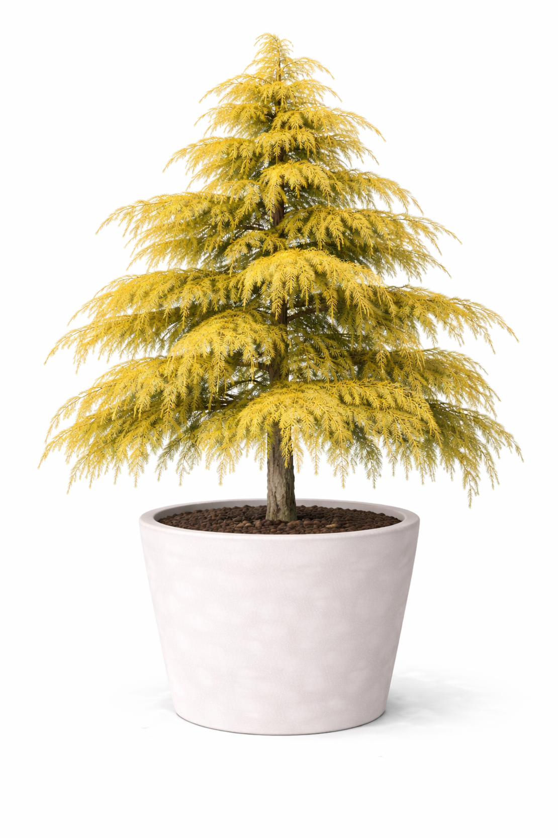 Кедър хималайски ‘Aurea’ Cedrus deodara ‘Aurea’