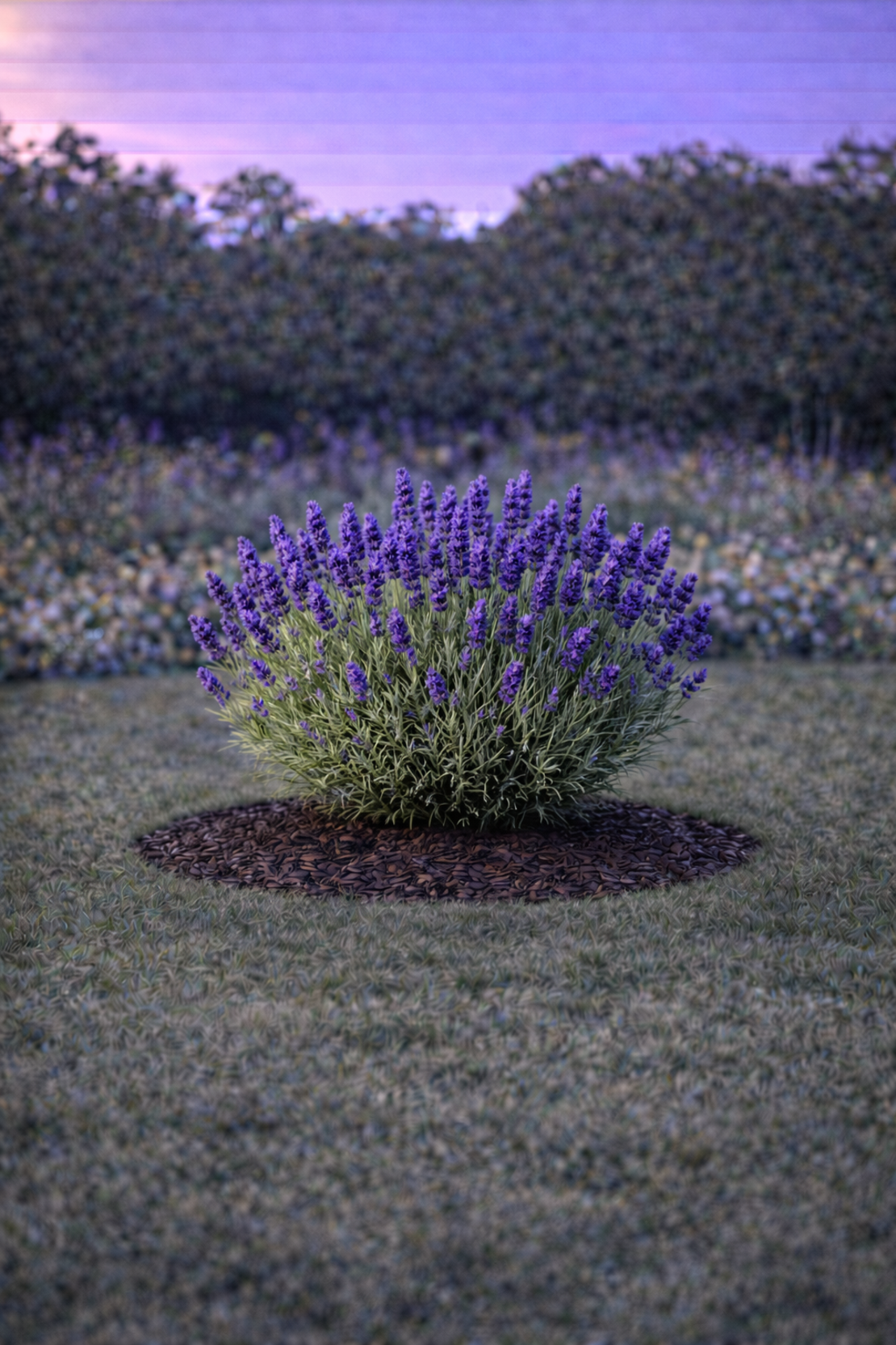 Лавандула ‘Hidcote’ Lavandula angustifolia ‘Hidcote’