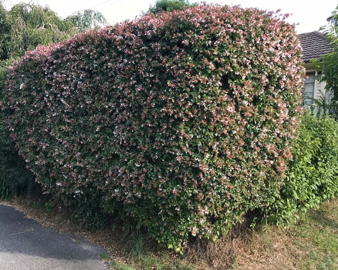 Абелия (голямоцветна) Abelia × grandiflora