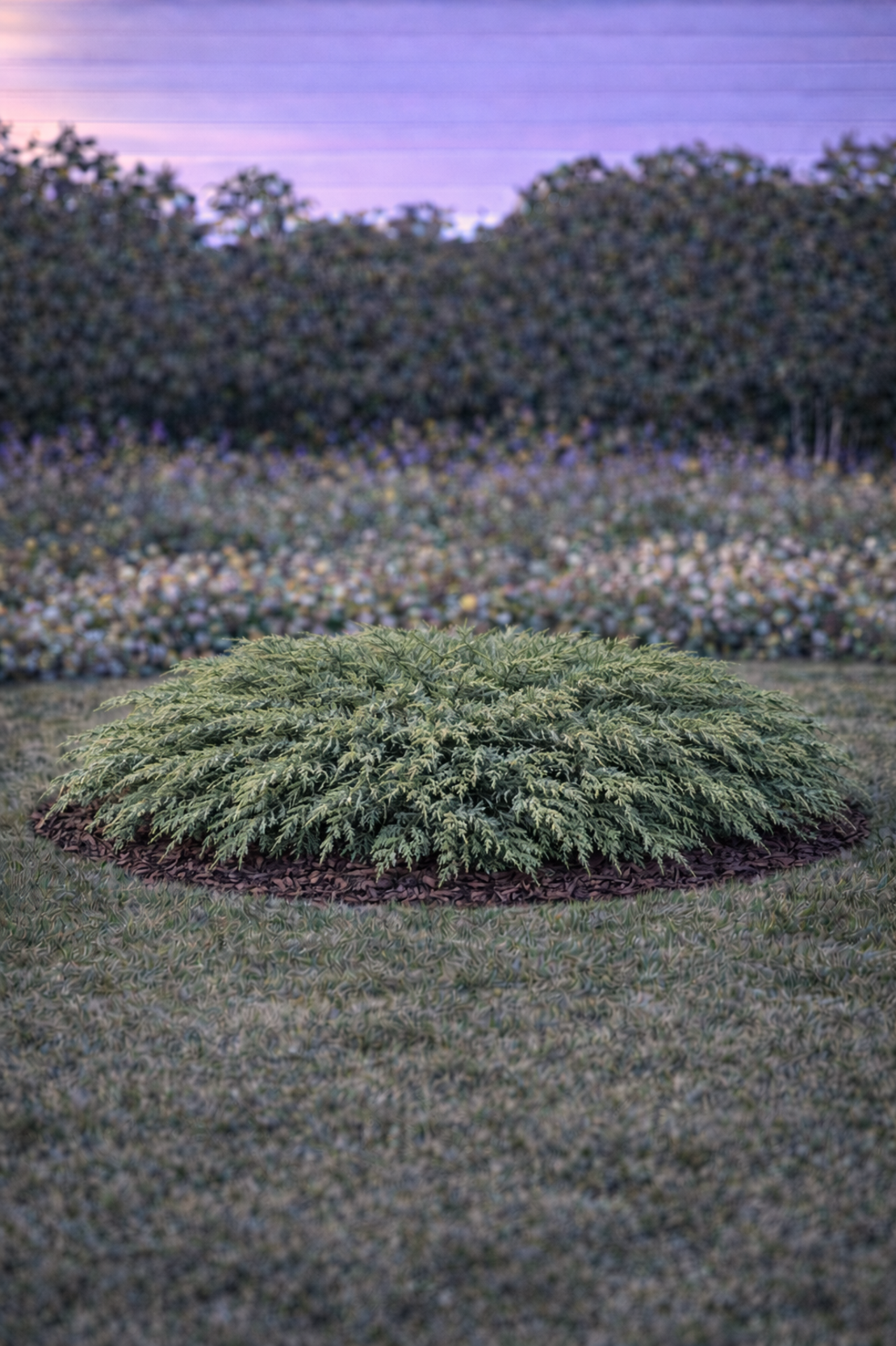 Хвойна сабина Juniperus sabina