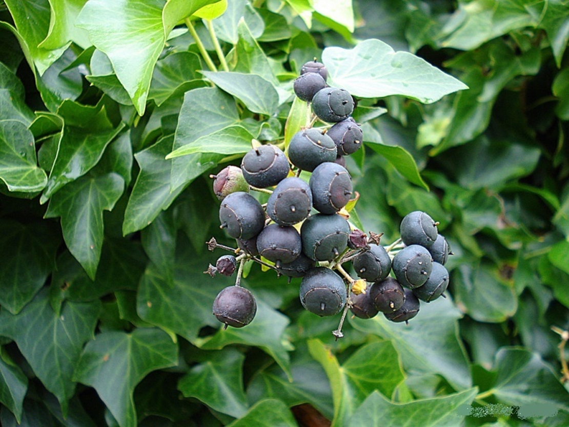 Бръшлян Hedera helix