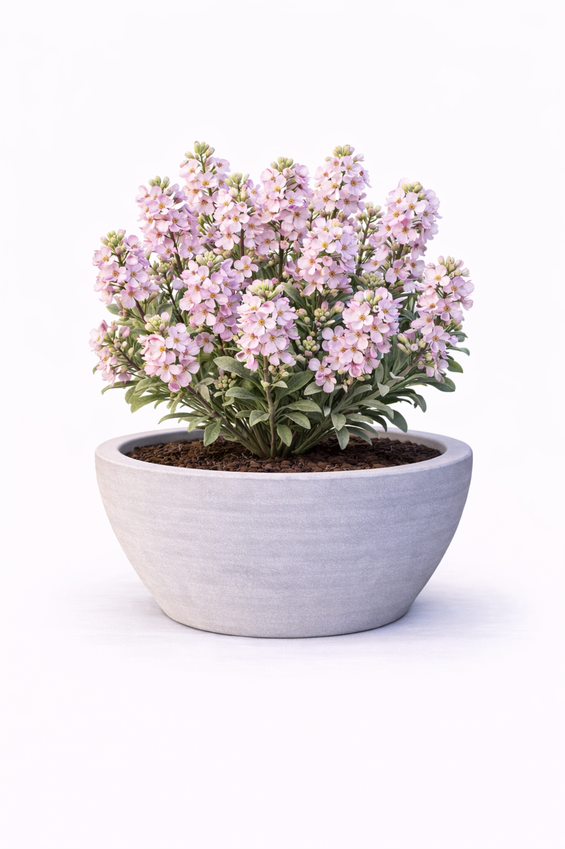 Шибой Matthiola incana