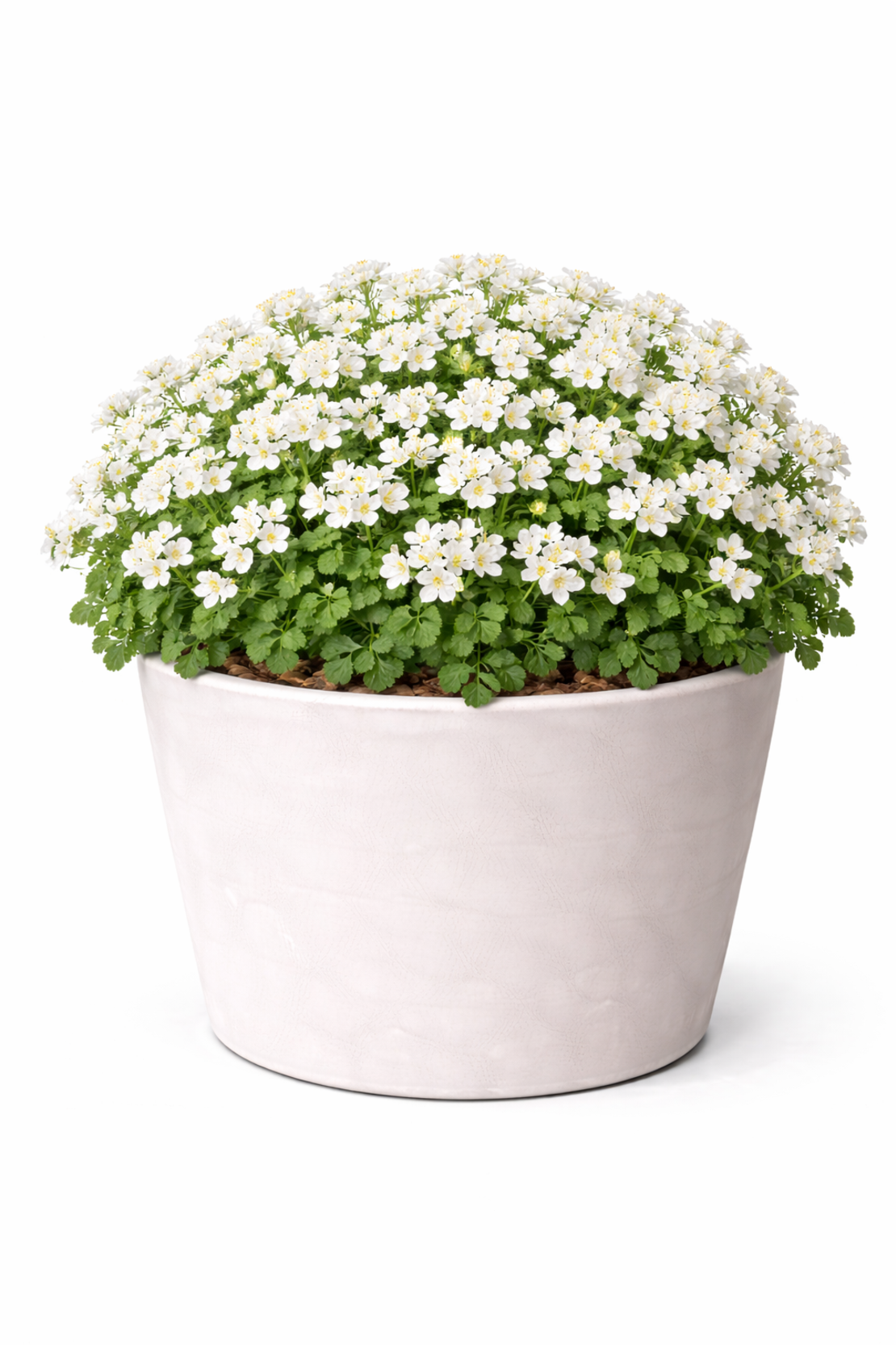 Арабис Arabis spp.