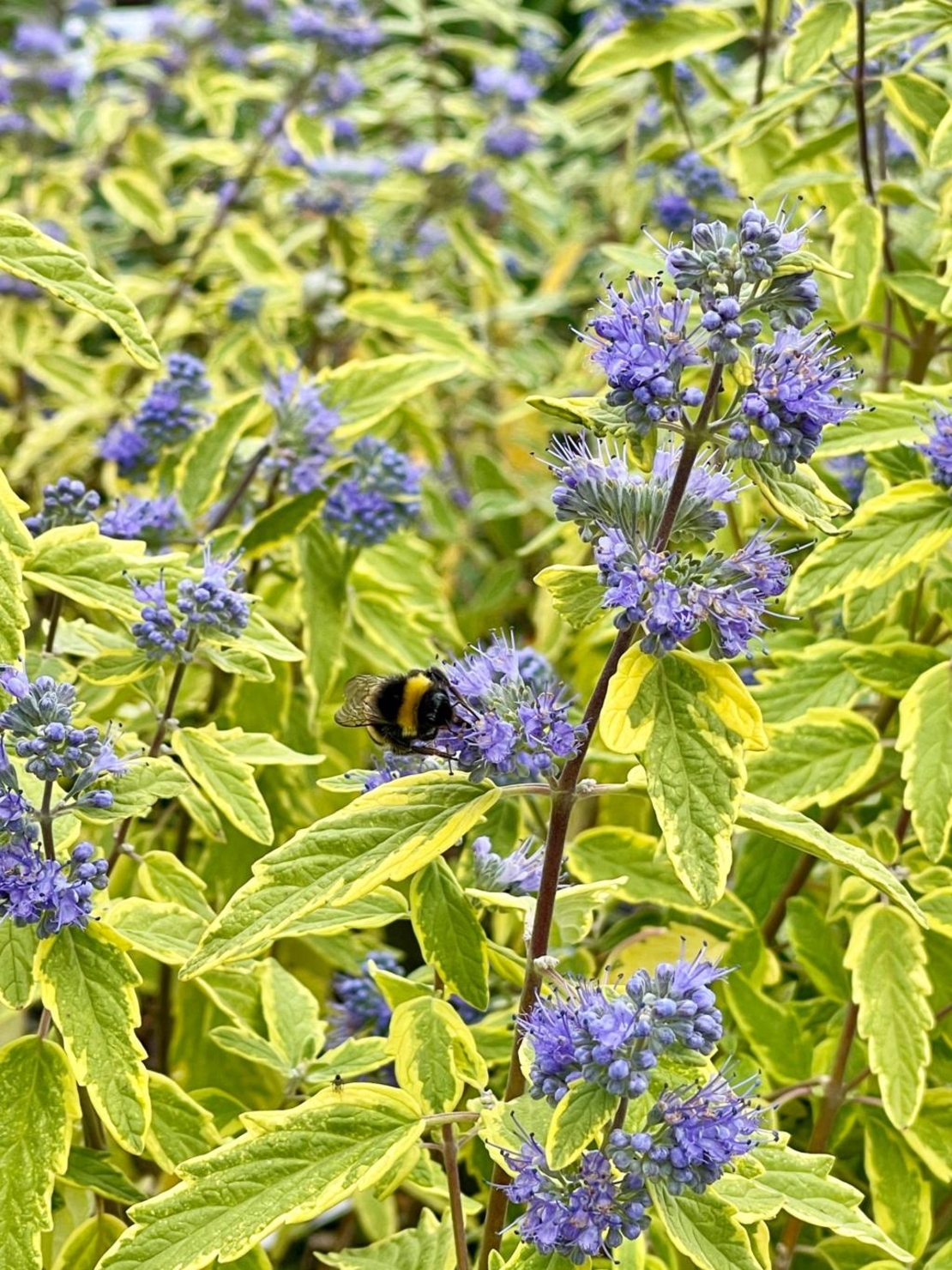 Кариоптерис	Caryopteris chadonnesis