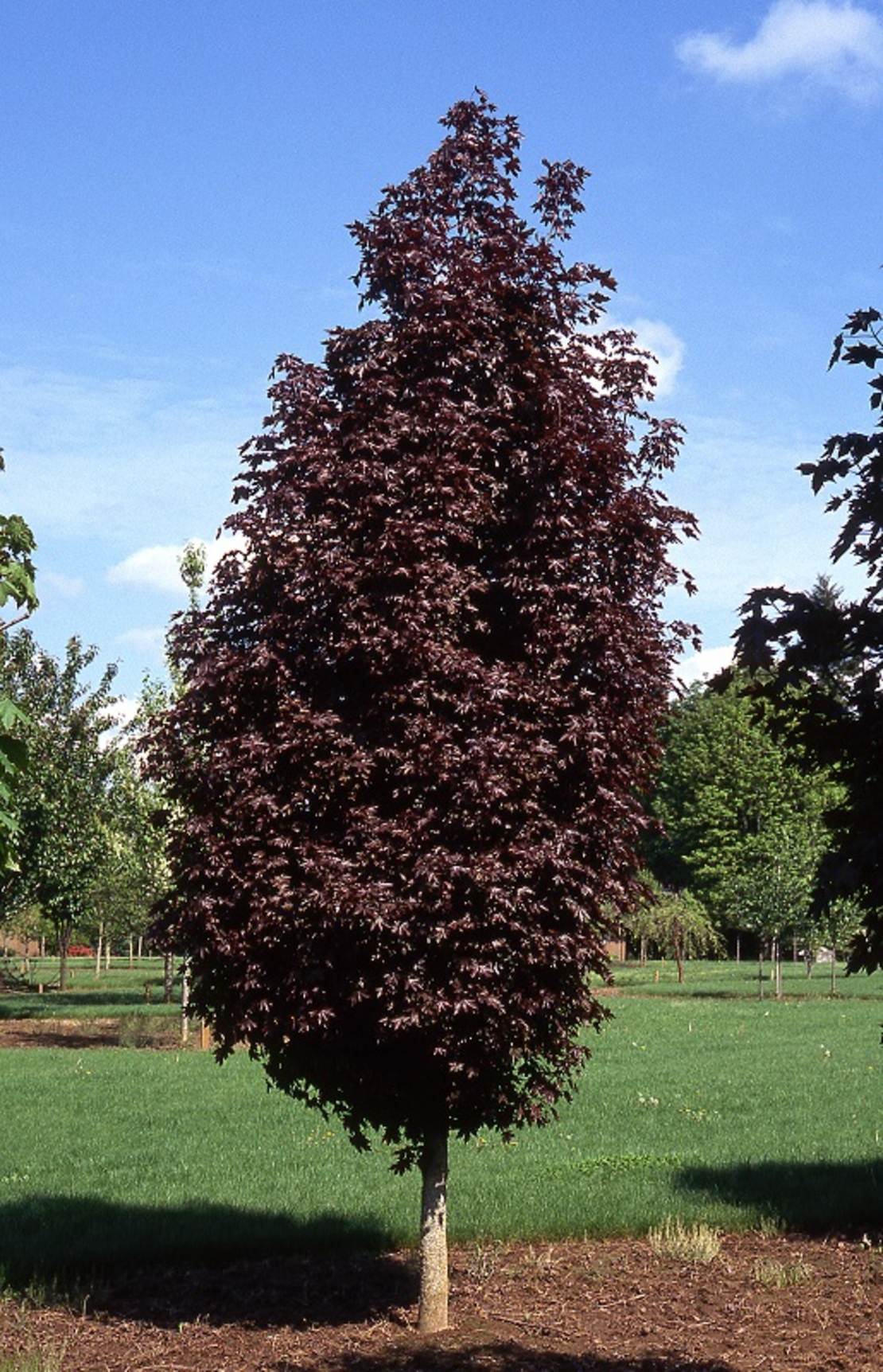 Норвежки клен ‘Crimson Sentry’ Acer platanoides ‘Crimson Sentry’