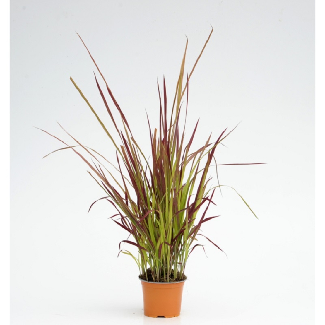 Императа ‘Red Baron’ Imperata cylindrica ‘Red Baron’