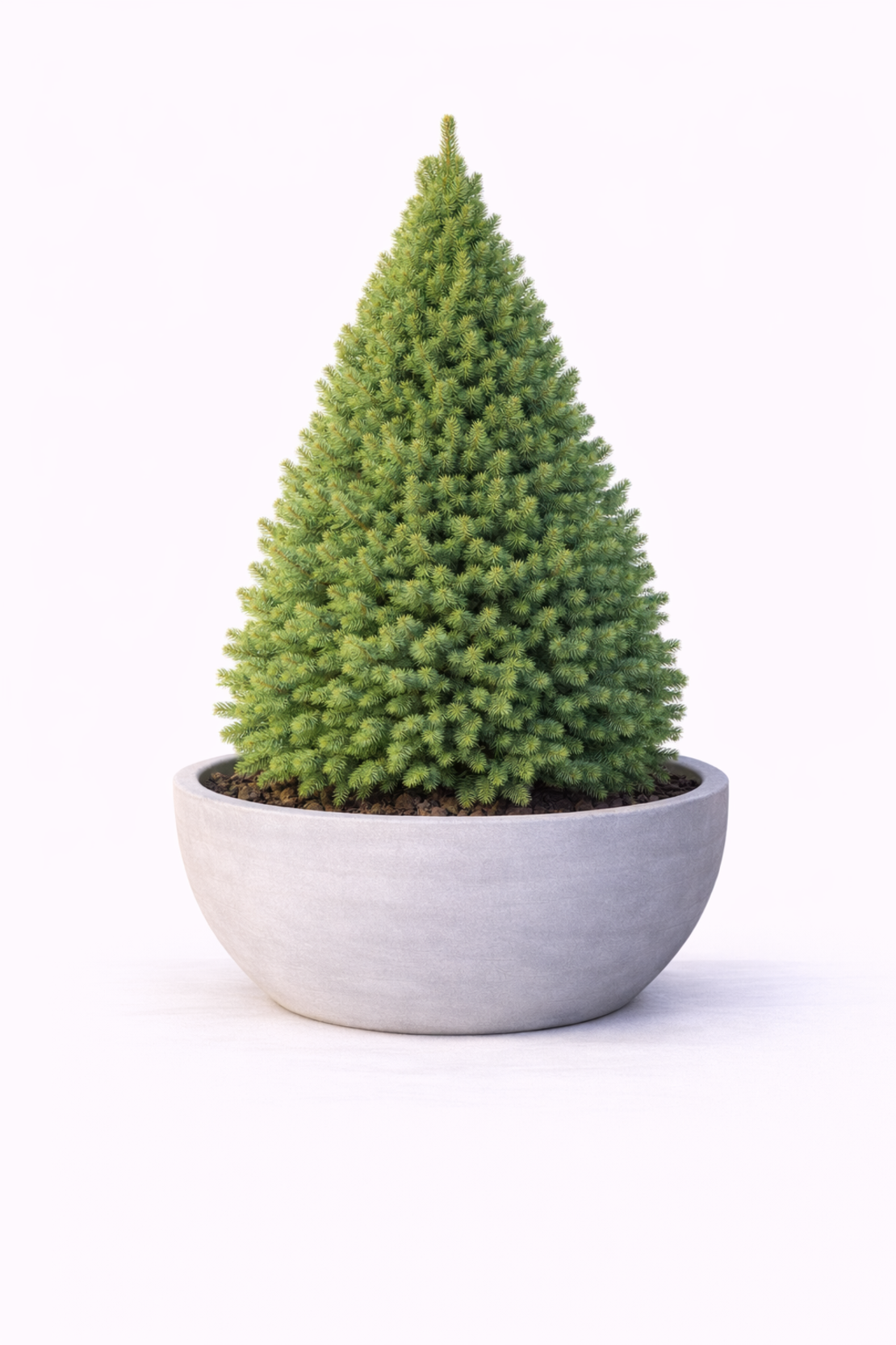 Смърч коника Picea glauca ‘Conica’