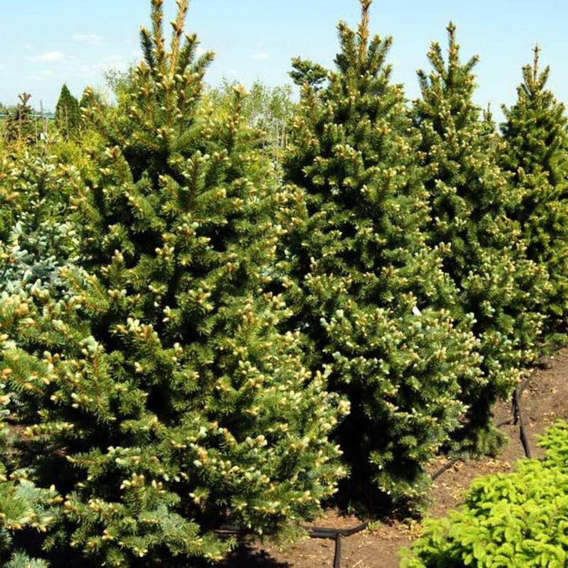 Смърч сребрист (пунгенс) Picea pungens