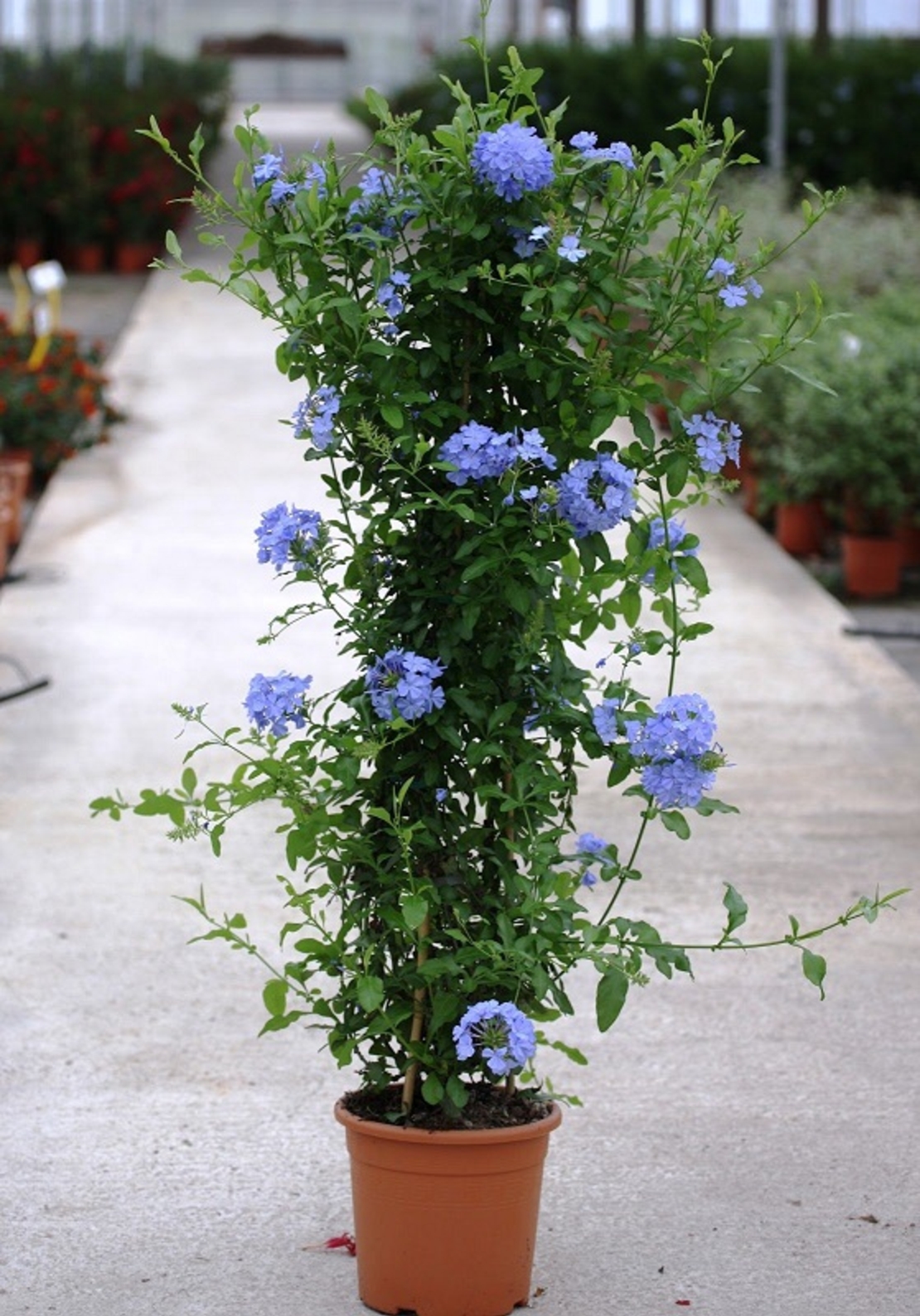 Пломбаго (син жасмин) Plumbago auriculata
