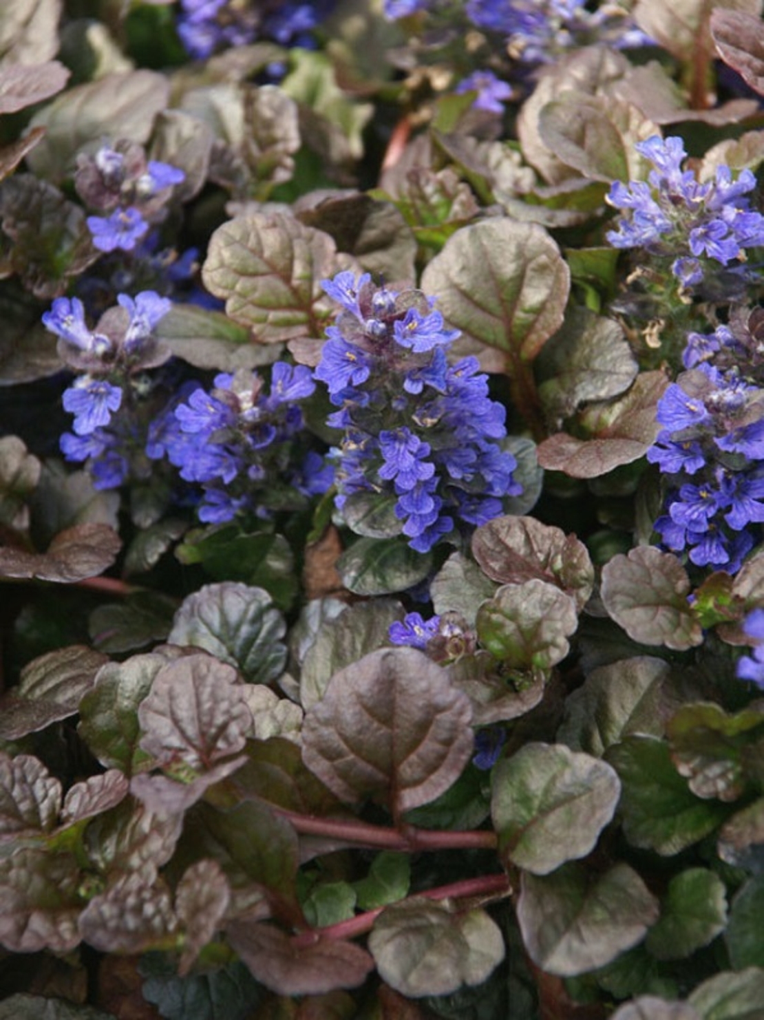 Аюга Ajuga reptans