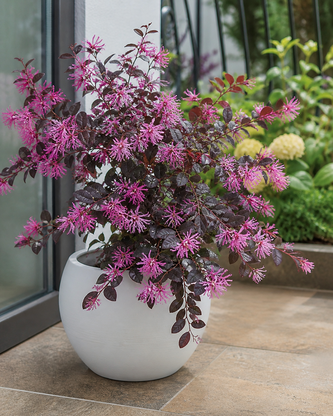 Лоропеталум 'Loropetalum chinense'