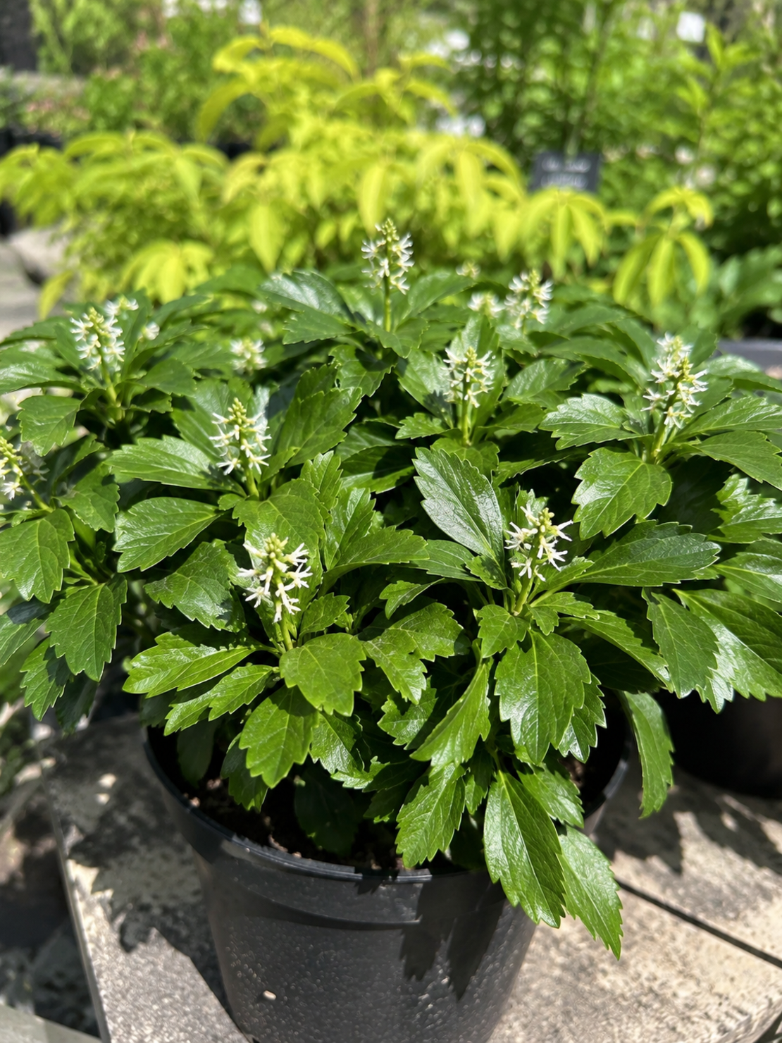Пахизандра 'Pachysandra terminalis'
