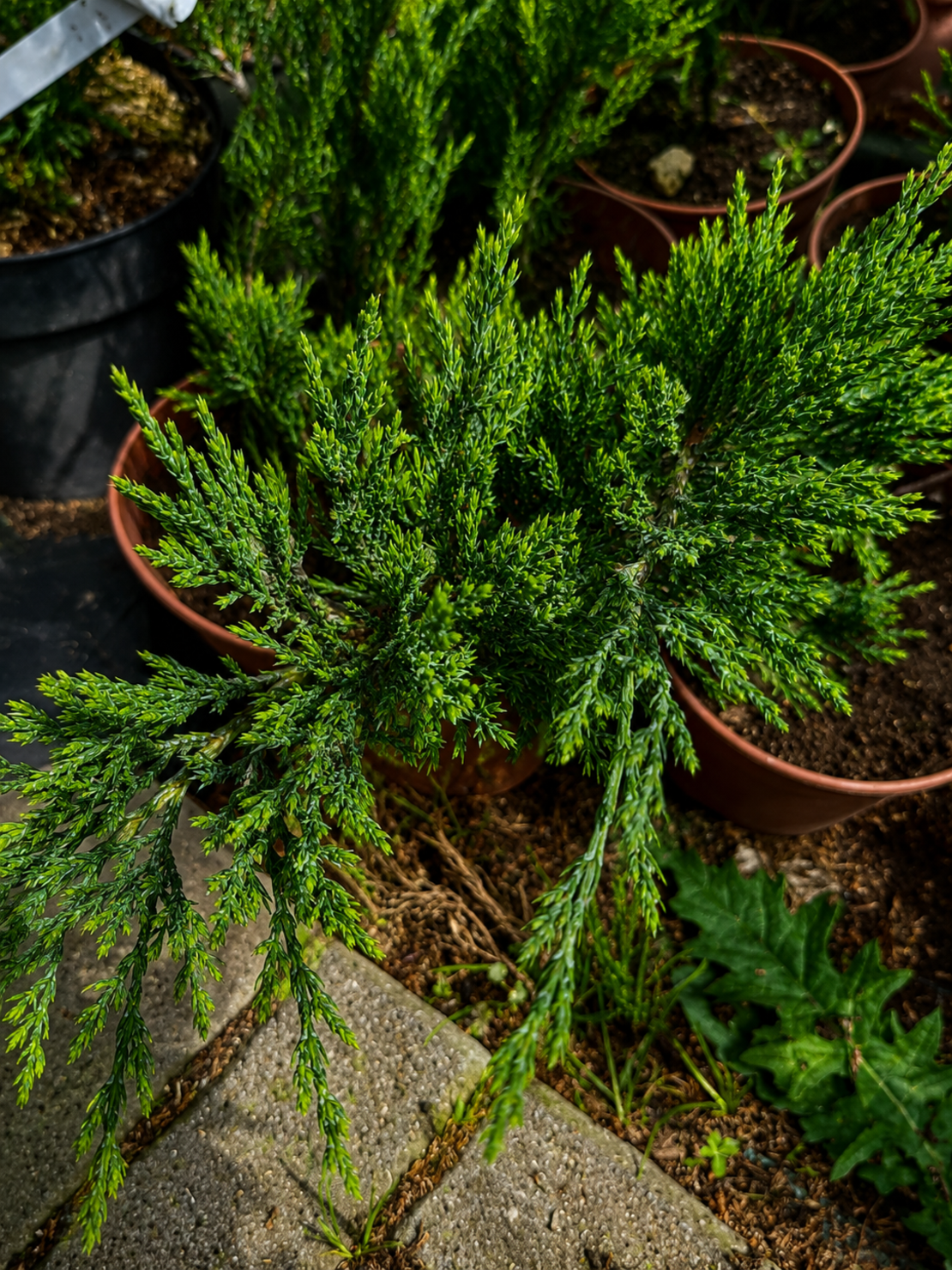 Хвойна Сабина 'Juniperus sabina'
