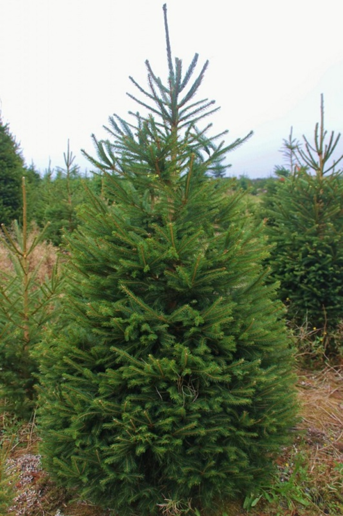 Смърч сребрист (пунгенс) Picea pungens
