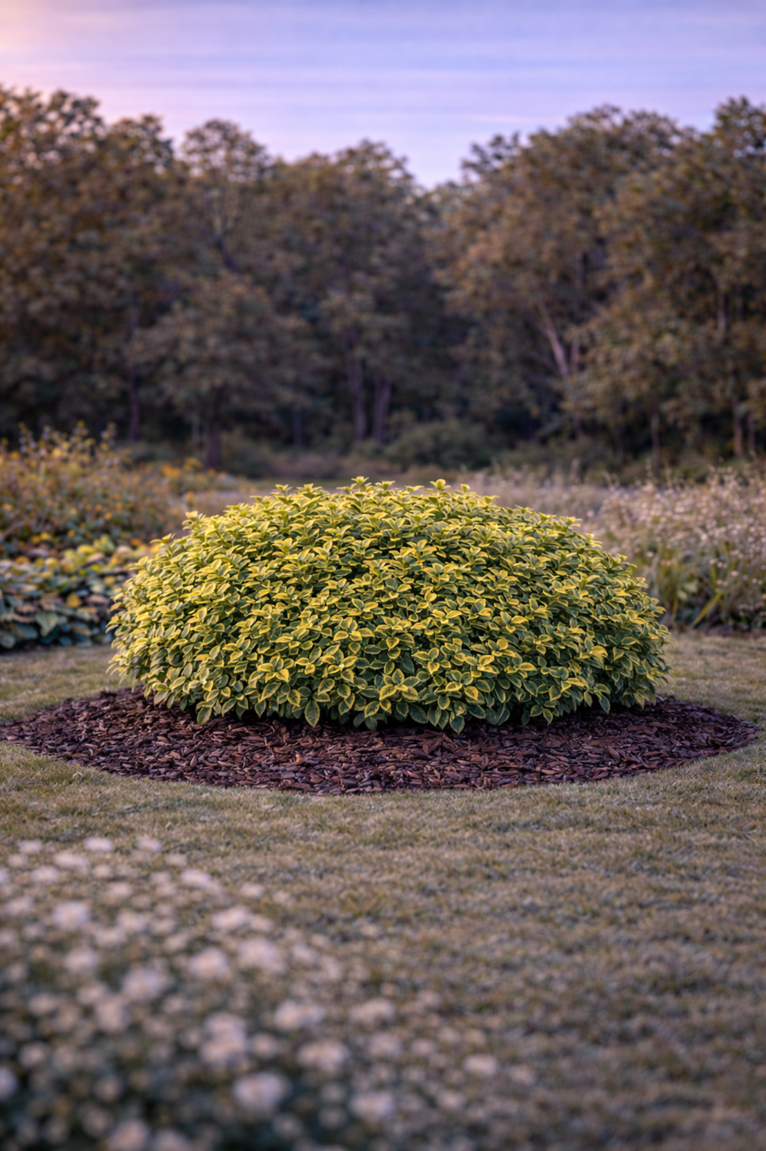 Фортунееви бръшлянчета Euonymus fortunei