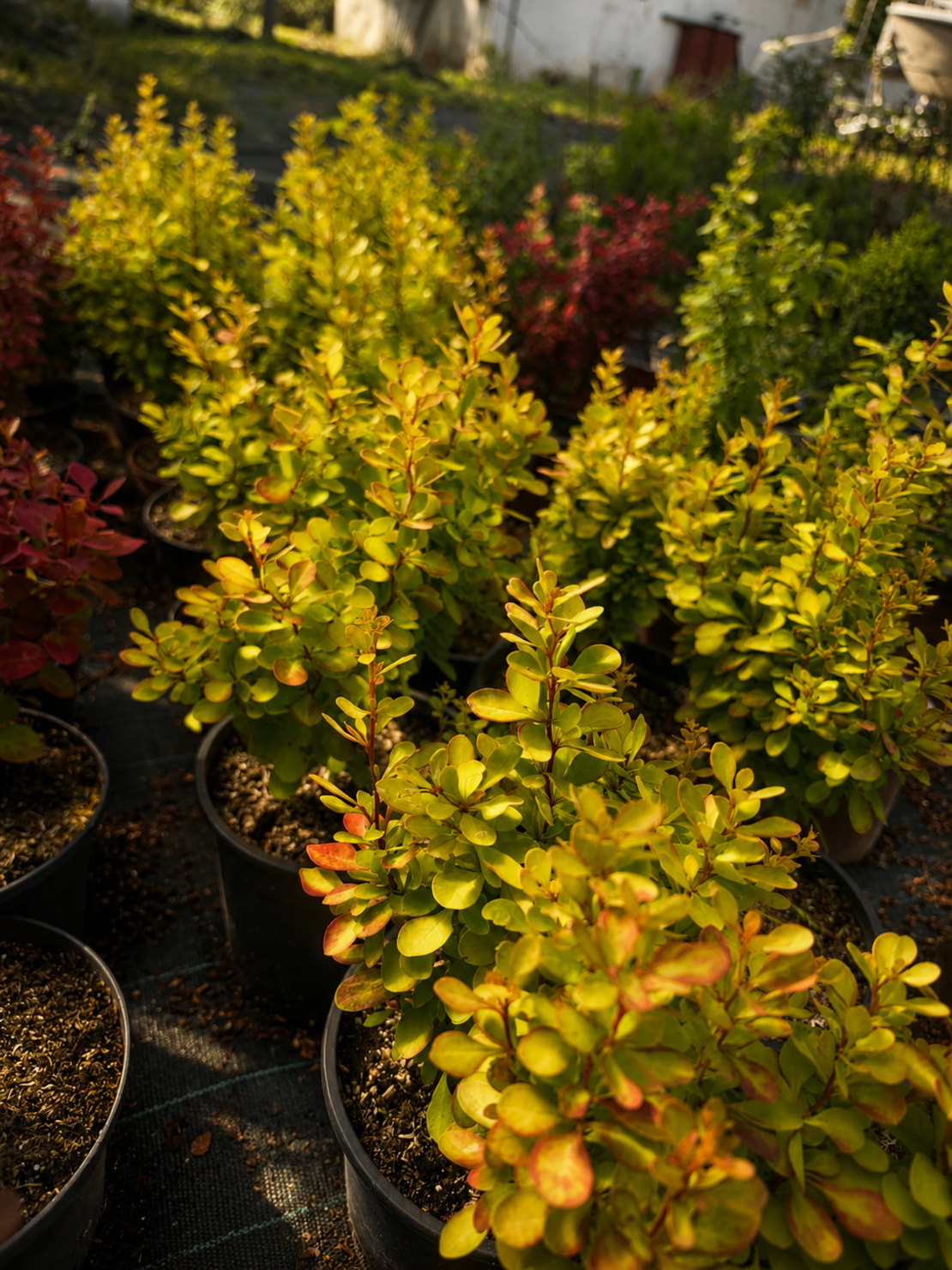 Берберис Тунберг видове 'Berberis thunbergii spp.'