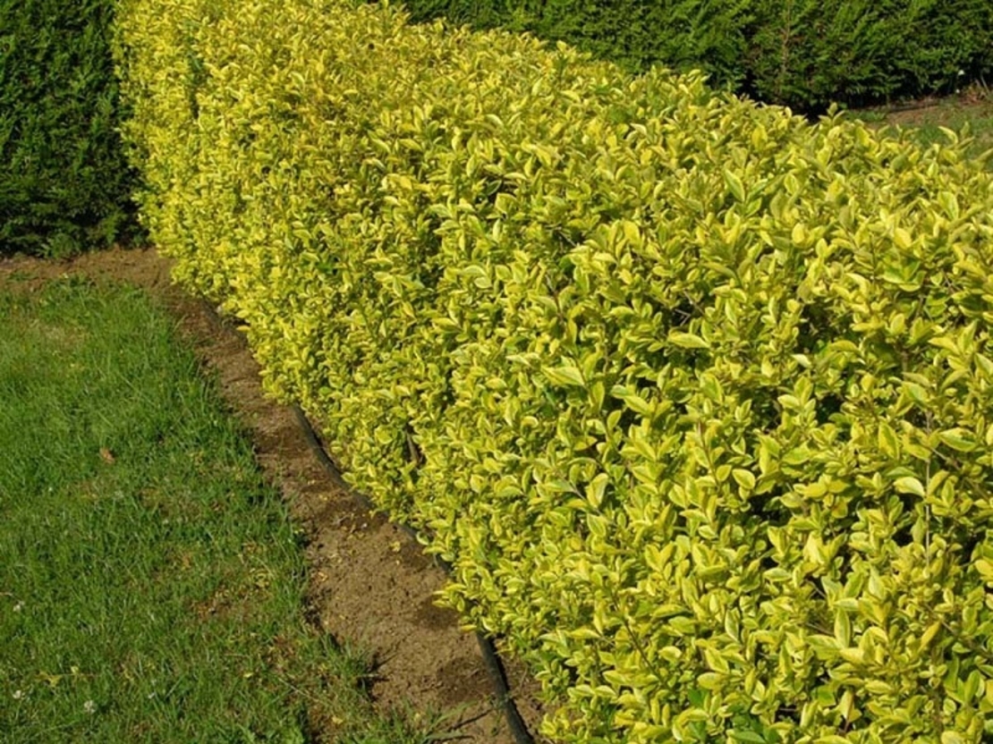 Лигуструм пъстролистен Ligustrum ovalifolium ‘Aureovariegatum’