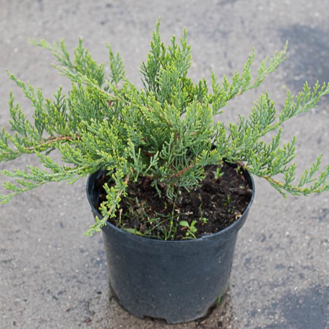 Хвойна сабина Juniperus sabina