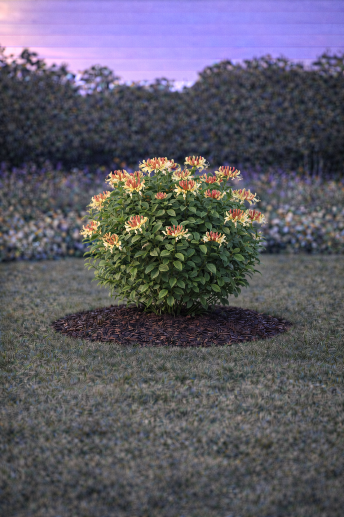 Орлов нокът катерлив Lonicera caprifolium