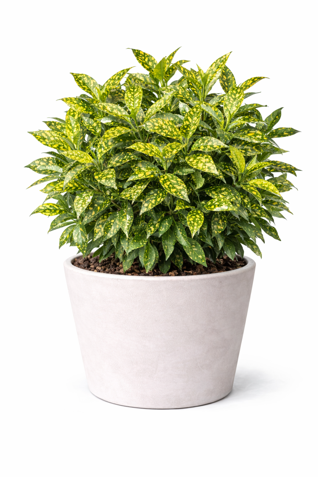 Аукуба ‘Crotonifolia’ Aucuba japonica ‘Crotonifolia’