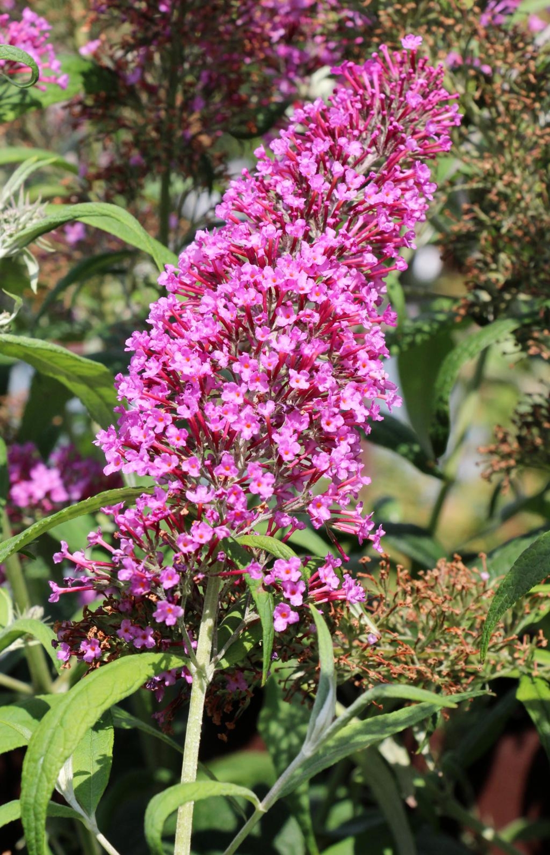 Будлея 	Buddleja davidii