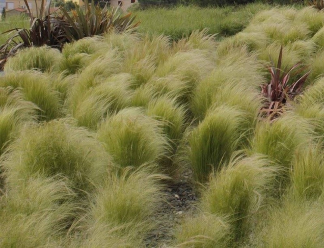 Стипа ‘Pony Tails’ Stipa tenuissima ‘Pony Tails’