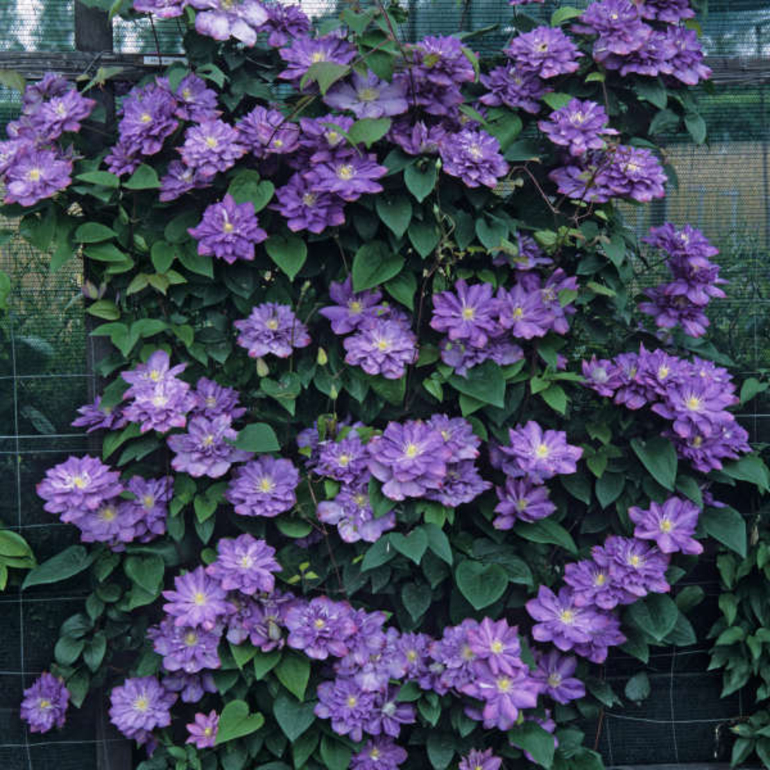 Клематис (хибриден сорт) Clematis spp.