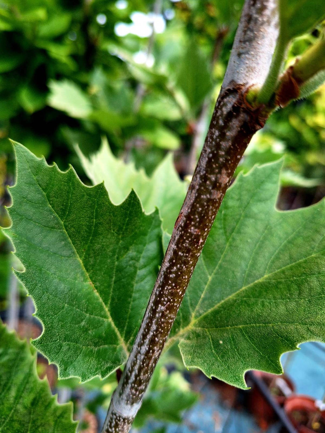 Източен чинар 'Platanus orientalis'