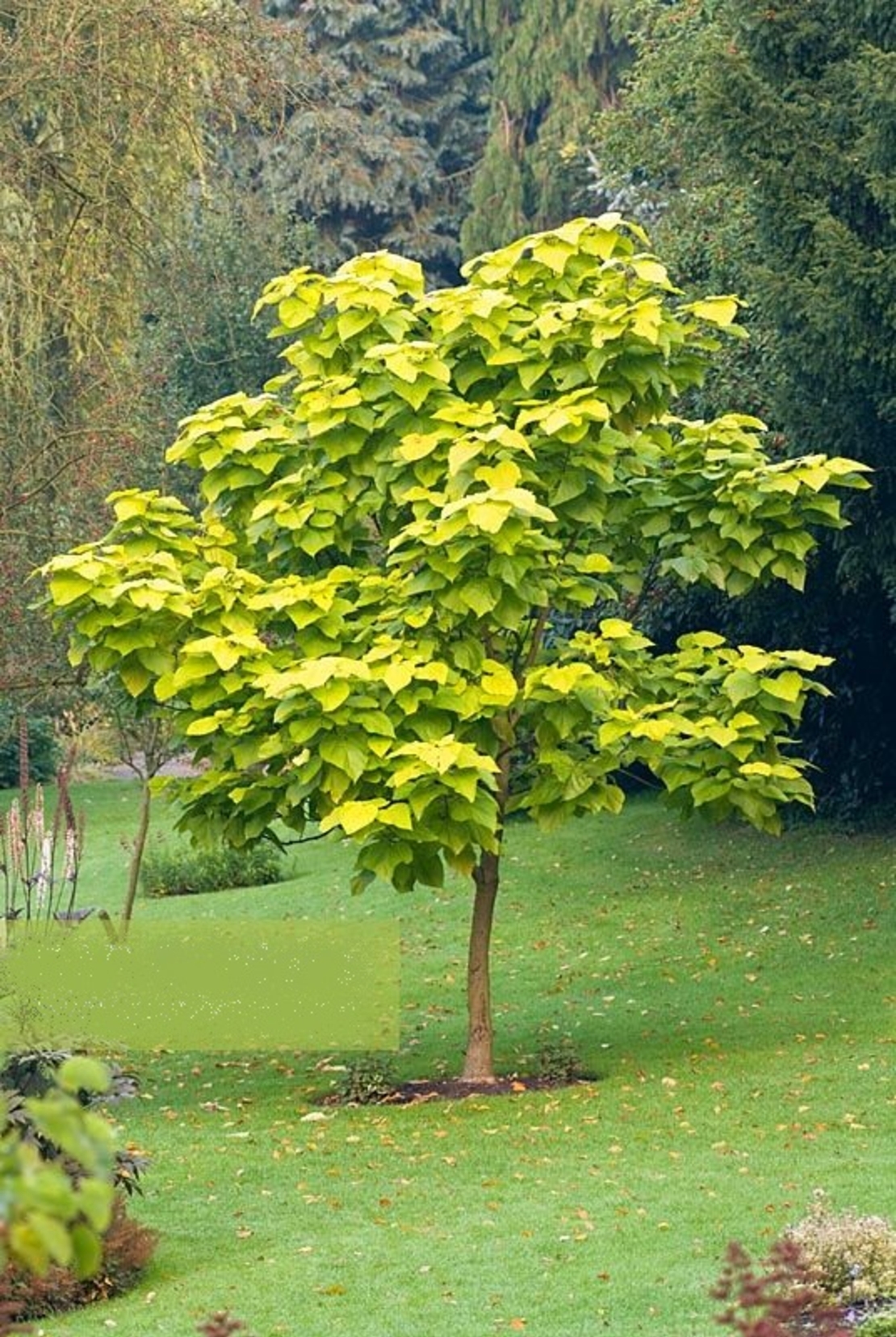 Каталпа ‘Aurea’ Catalpa bignonioides ‘Aurea’